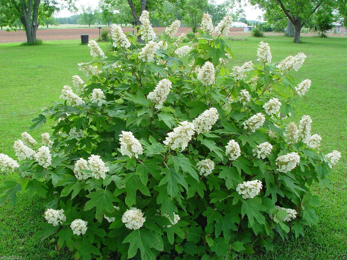 Amazon.com : Oakleaf Hydrangea Seed -Hydrangea quercifolia -Showy